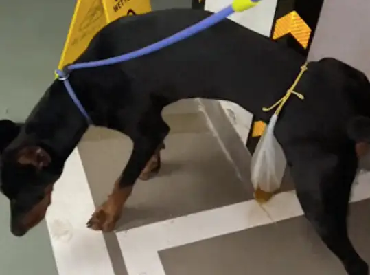 Take the dog to the side, so that he doesn't piss around, and he's got a plastic bag on his waist