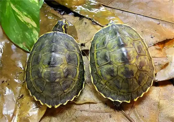 The identity of the back turtle