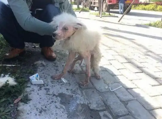 The stray dog has skin disease and hair, and the vagrant star has severe skin disease, and his hair is light, and it's a lot of pain