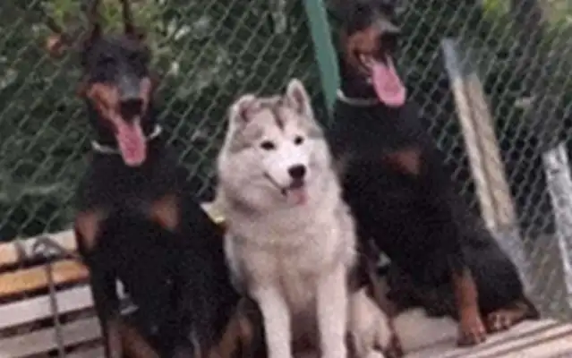 You can't kill yourself to protect these six dogs