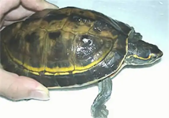 The identity of the back turtle