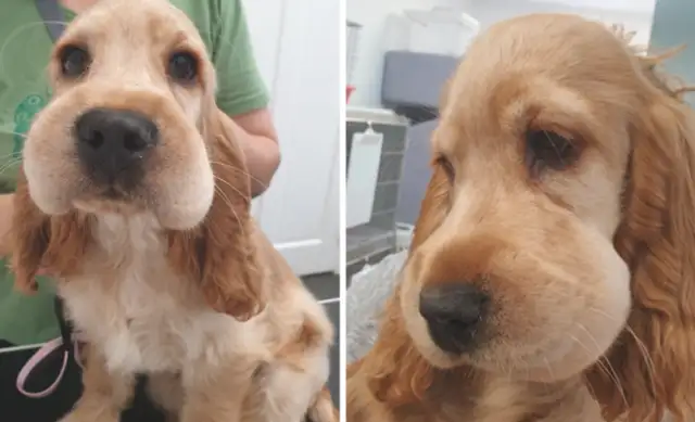 Seeing a dog like this after a bee sting, it makes me cry and cry