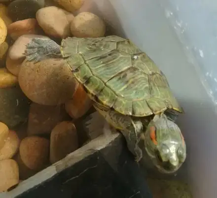 What about turtle flu and pneumonia? Share a prudent approach