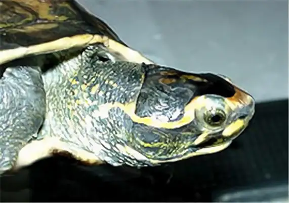 The identity of the back turtle