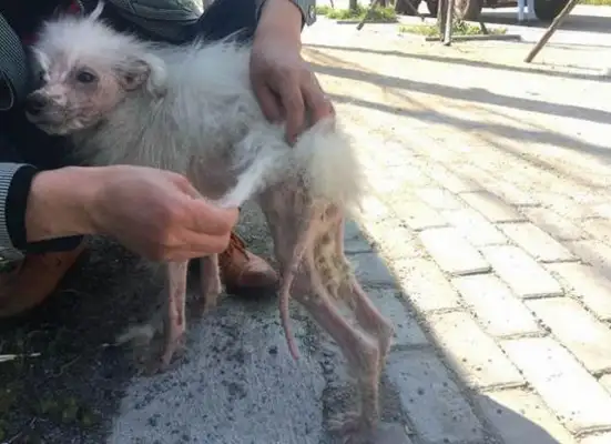 The stray dog has skin disease and hair, and the vagrant star has severe skin disease, and his hair is light, and it's a lot of pain