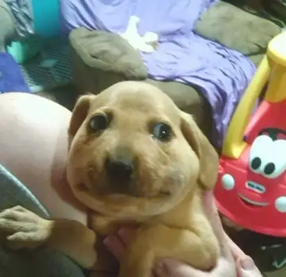 Seeing a dog like this after a bee sting, it makes me cry and cry