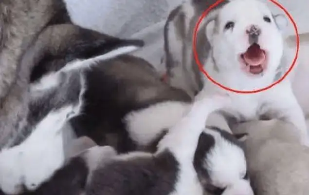 He gave birth to six milk dogs, and his friend said he was going to adopt one