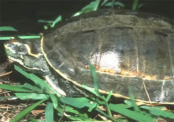 The identity of the back turtle