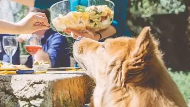 Dogs eat and swallow? Watch out for big trouble