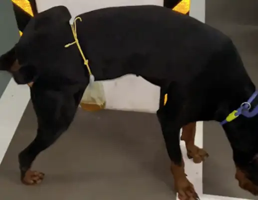 Take the dog to the side, so that he doesn't piss around, and he's got a plastic bag on his waist