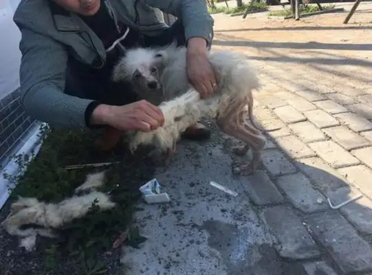 The stray dog has skin disease and hair, and the vagrant star has severe skin disease, and his hair is light, and it's a lot of pain