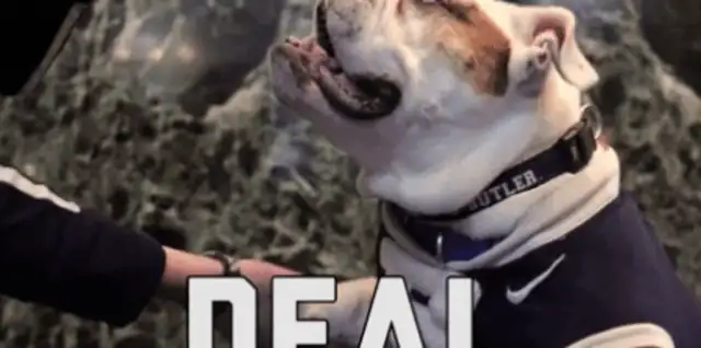 Why do dogs always scream at open spaces