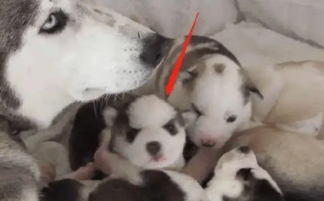 He gave birth to six milk dogs, and his friend said he was going to adopt one