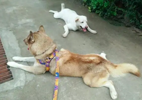 The big white dog followed the example of the two-hundred-ha walking to school duck party