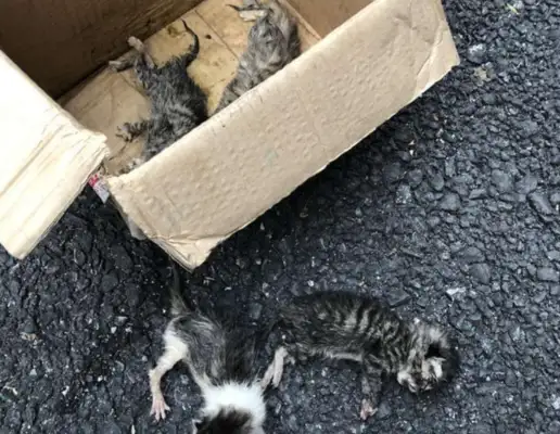 Two days in a row, the dog picks up the pussycat, and the owner loses his hand