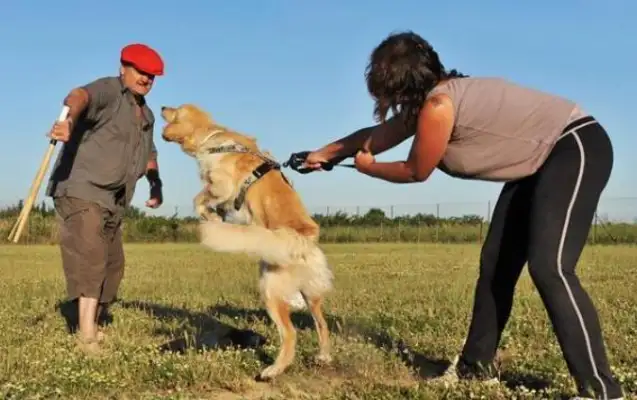 Civil Code: Whether to pay compensation for being bitten by a tied dog and subsequently beaten to death with a stick