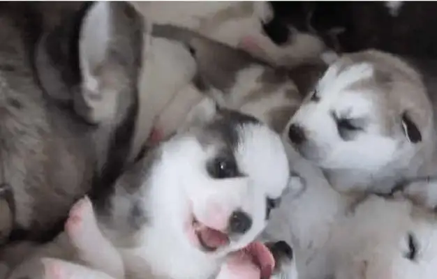 He gave birth to six milk dogs, and his friend said he was going to adopt one