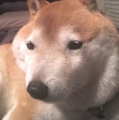 Seeing a dog like this after a bee sting, it makes me cry and cry