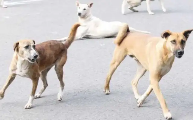 You don't pay a pet dog to see a dog, you think you're wrong: call yourself a street dog