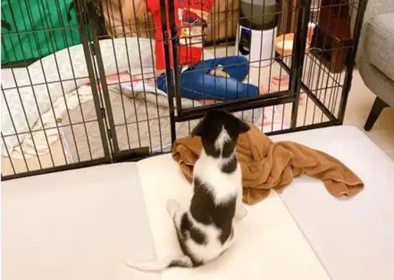 The little boy cooks for the dog, and he locks himself in a cage