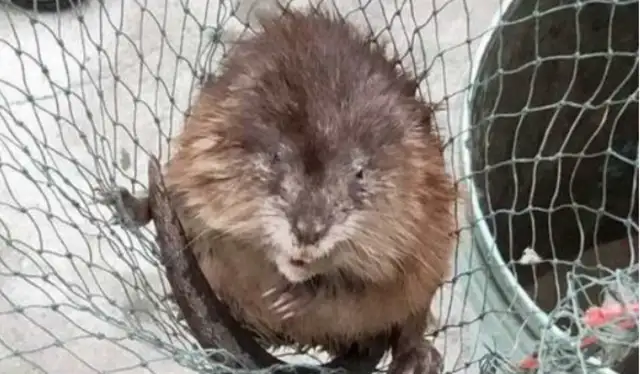 The man came home and found a vicious mouse, and he looked up on the Internet and looked at it