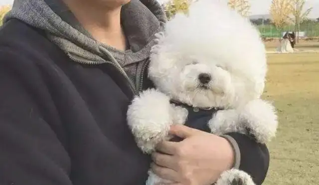 There's a bear-dog that thinks a man's world is all cute