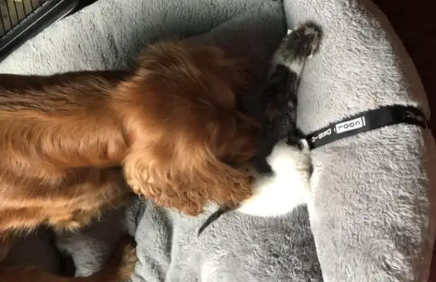 Two days in a row, the dog picks up the pussycat, and the owner loses his hand