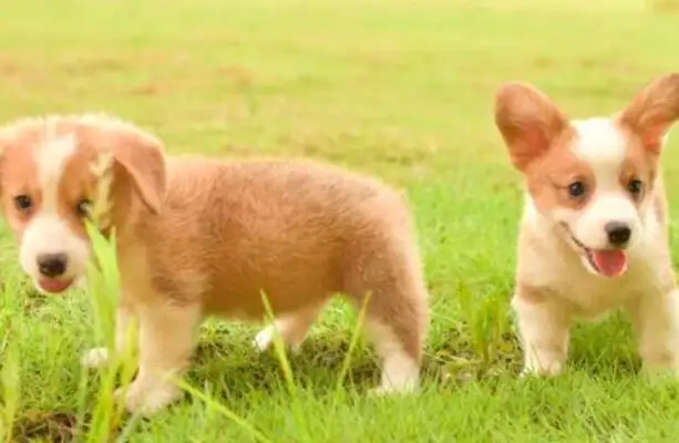 Isn't it cute that a rural guy buys a Corky dog for $2,000