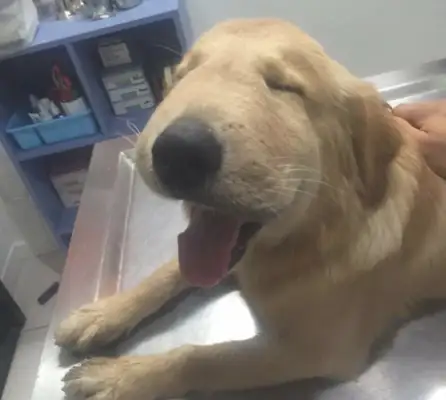 Seeing a dog like this after a bee sting, it makes me cry and cry