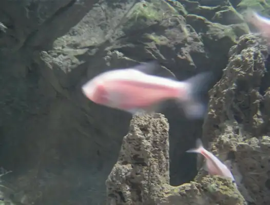 Blind fish identity information