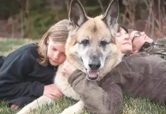 Long-lived dogs used to have characteristics, and if they were to be able to keep them together