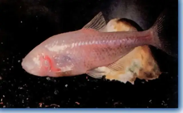 Blind fish identity information