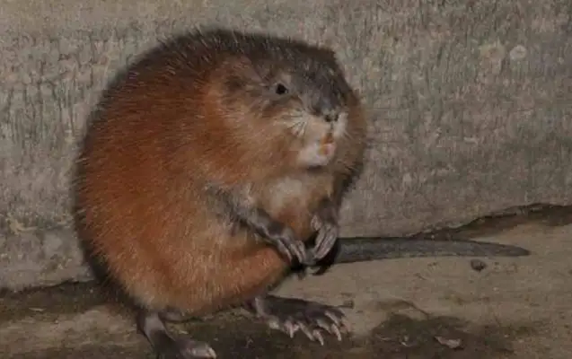 The man came home and found a vicious mouse, and he looked up on the Internet and looked at it
