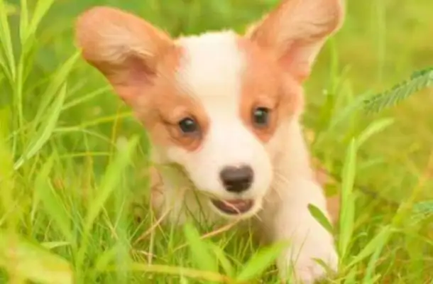 Isn't it cute that a rural guy buys a Corky dog for $2,000