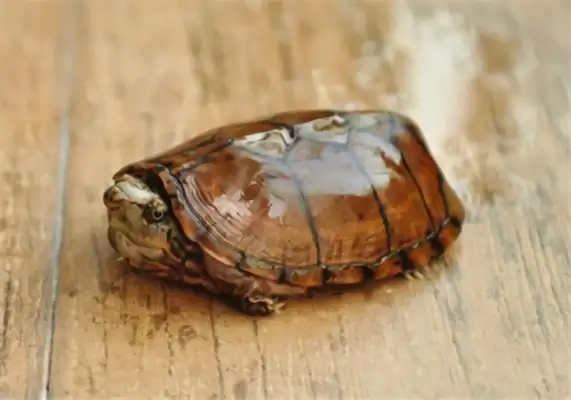Tiger-striped musk turtle identity information