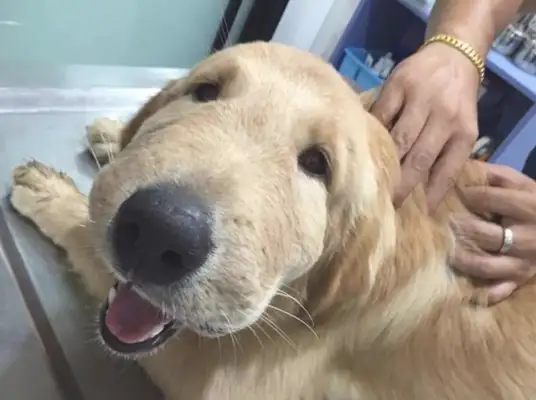 Seeing a dog like this after a bee sting, it makes me cry and cry
