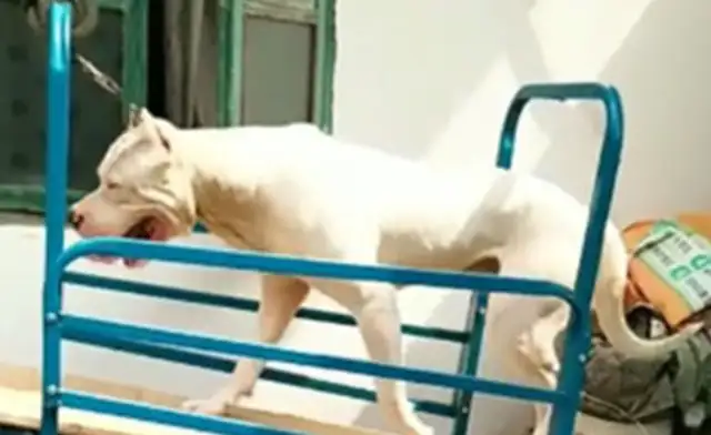 Dogs are too dynamic to wake up and walk around every day