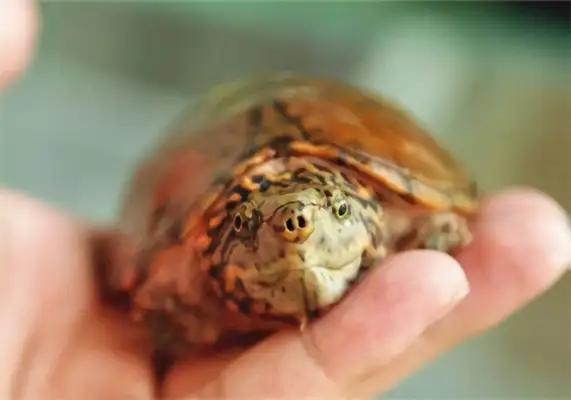 Tiger-striped musk turtle identity information