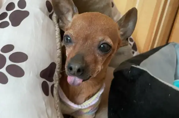 The dog was hit by a car across the street