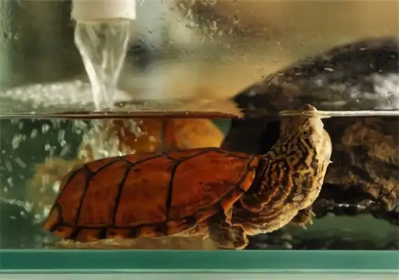 Tiger-striped musk turtle identity information