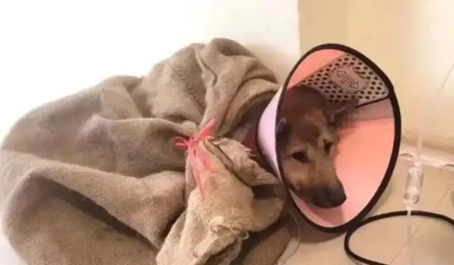 He's got a dog and he's got a nylon in his pocket