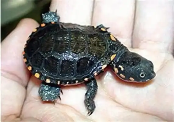 Black-blank neck turtle identity information