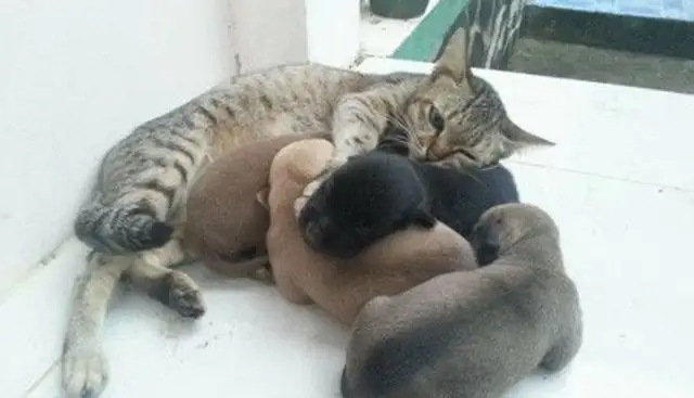The tiger cat gets milked by a bunch of baby dogs