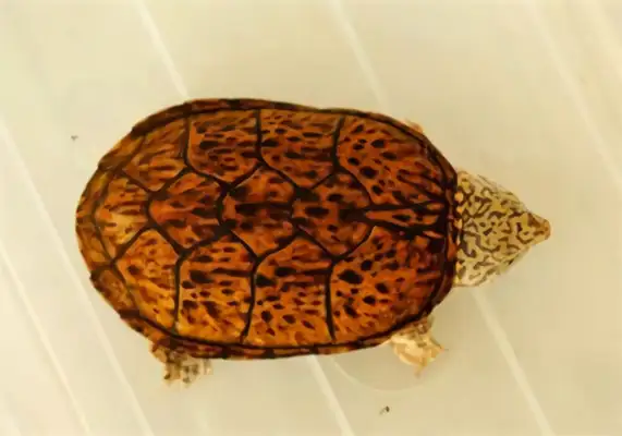 Tiger-striped musk turtle identity information