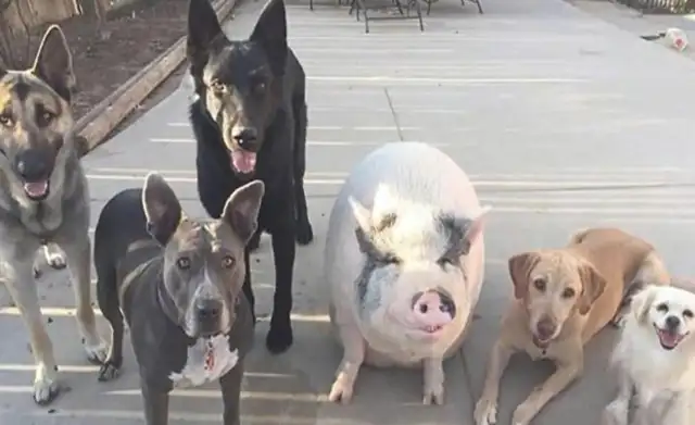 The woman put the pig and the five dogs together, and then four years later she realized she was going in the wrong direction