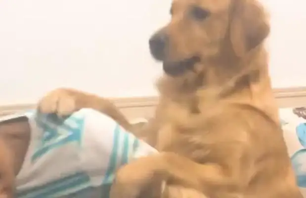 The little master deliberately doesn't eat beef jerky for blond hair. Clap