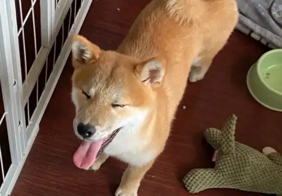 Chai Dog wanted to go out and got upset by the owner