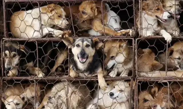 Black-hearted traders in slaughterhouses pouring water on dogs to make them worse off