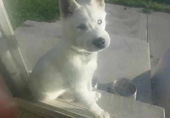 Seeing a dog like this after a bee sting, it makes me cry and cry