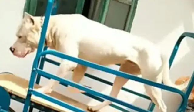 Dogs are too dynamic to wake up and walk around every day